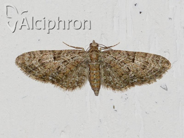 Eupithecia pusillata