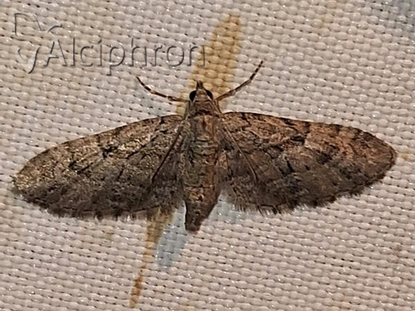Eupithecia pusillata
