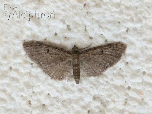 Eupithecia tripunctaria