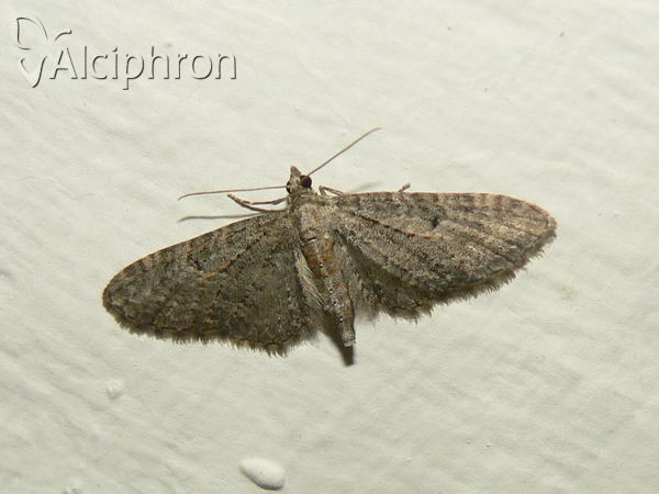 Eupithecia virgaureata
