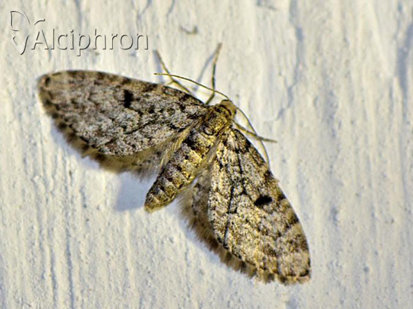 Eupithecia tantillaria