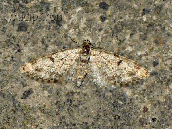 Eupithecia tantillaria