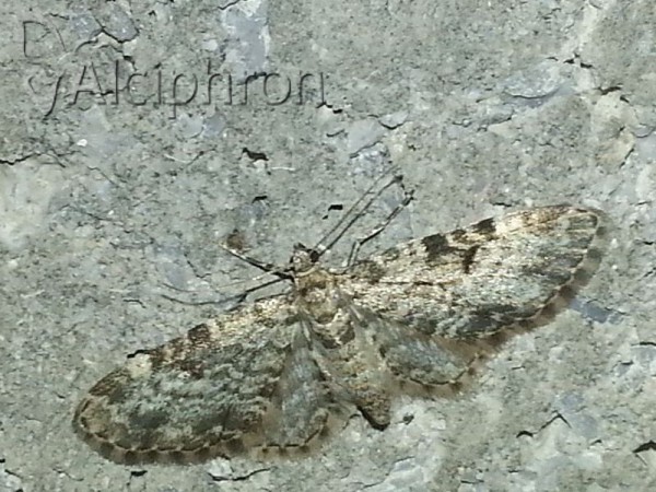 Eupithecia tantillaria