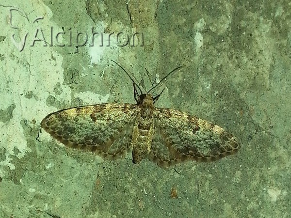 Eupithecia tantillaria