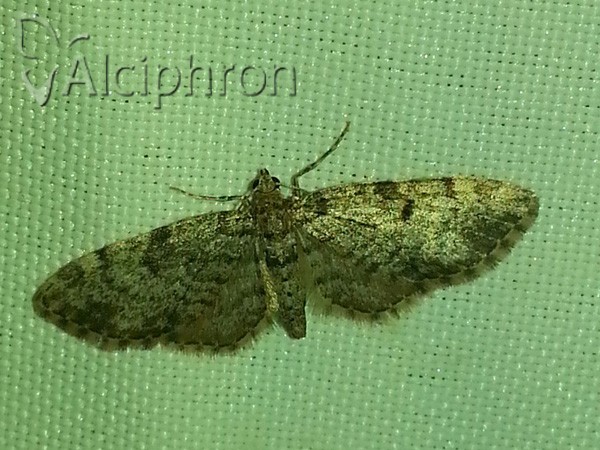 Eupithecia tantillaria