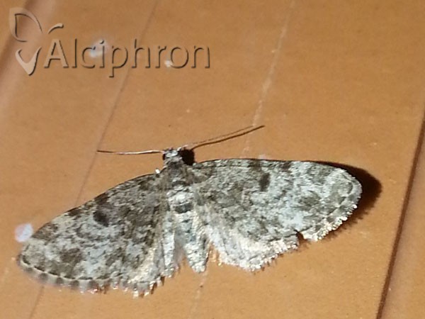 Eupithecia tantillaria