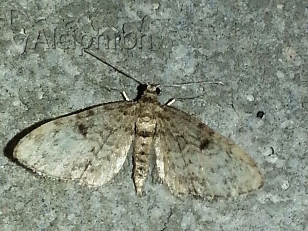 Eupithecia tantillaria