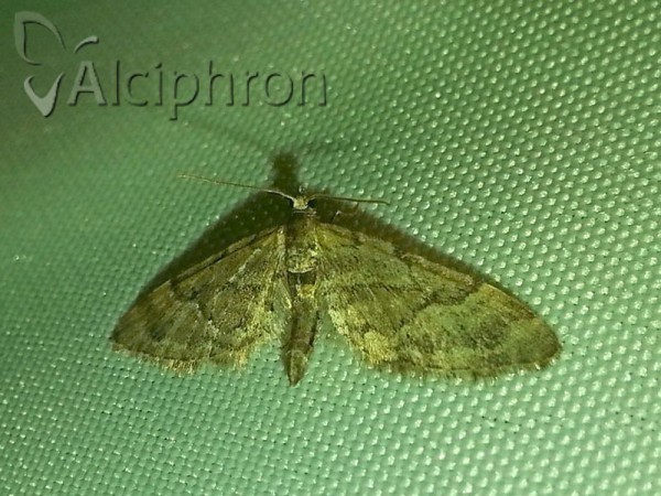 Eupithecia lanceata