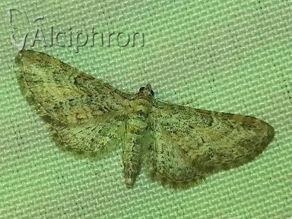 Eupithecia pimpinellata