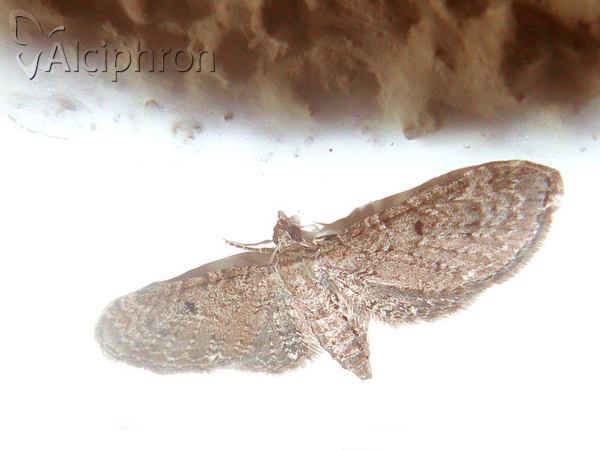 Eupithecia pimpinellata