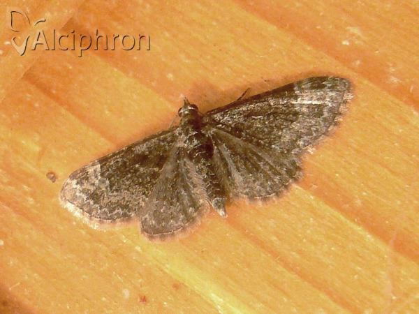 Eupithecia simpliciata