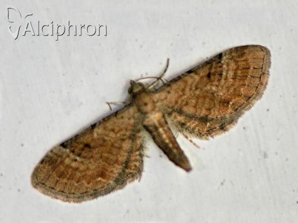Eupithecia simpliciata