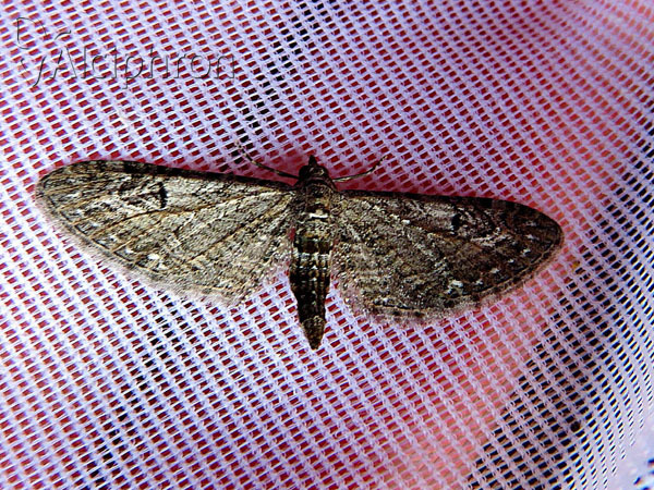Eupithecia innotata