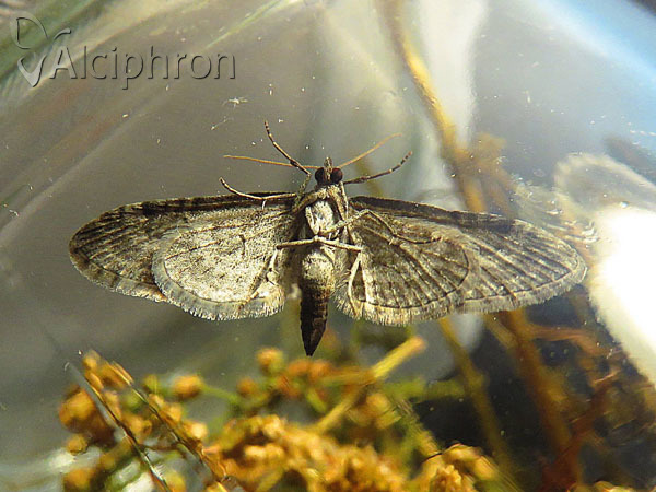 Eupithecia innotata