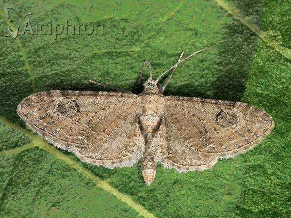 Eupithecia ochridata