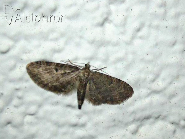Eupithecia ochridata