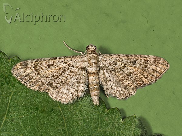 Eupithecia gemellata