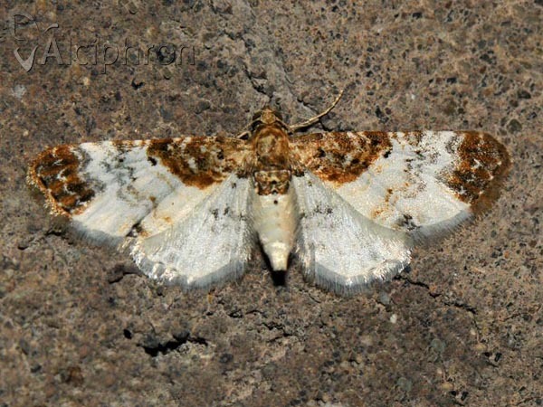 Eupithecia breviculata