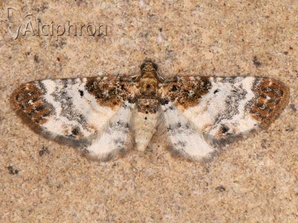 Eupithecia breviculata