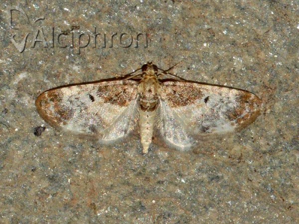 Eupithecia breviculata