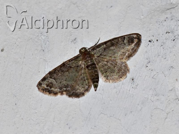 Eupithecia irriguata