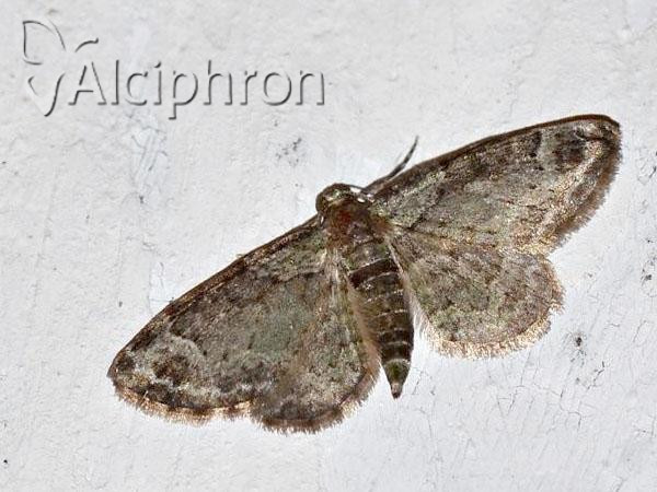 Eupithecia irriguata