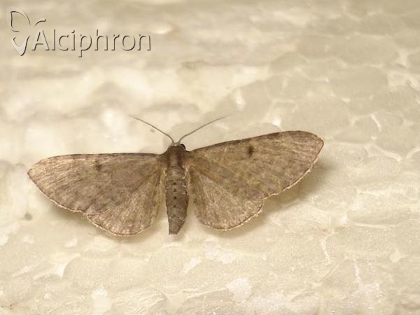 Eupithecia indigata