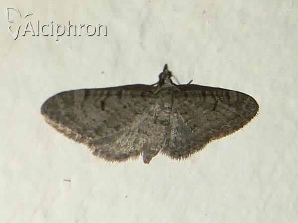 Eupithecia distinctaria