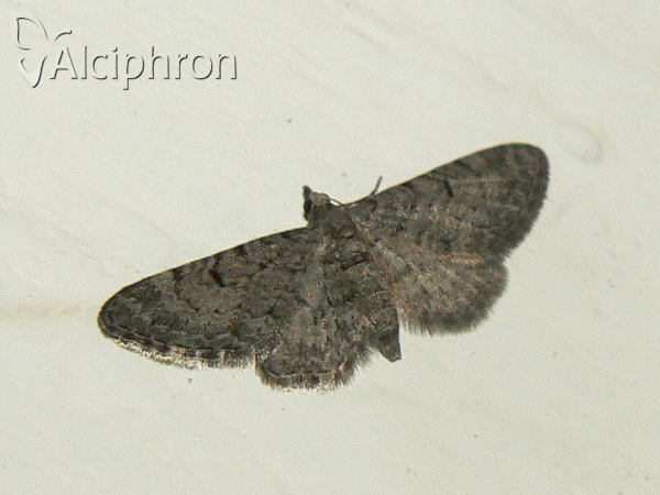 Eupithecia distinctaria