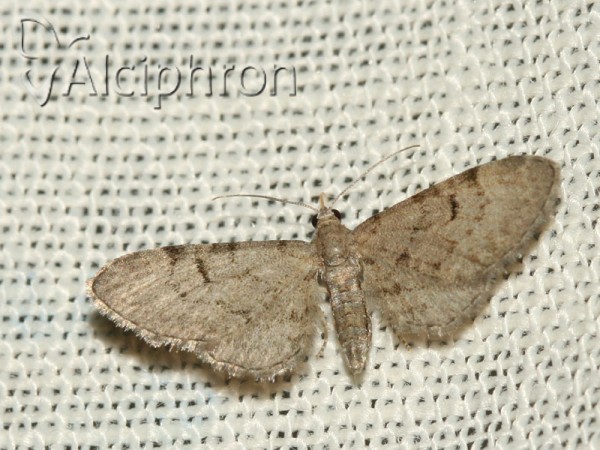 Eupithecia extraversaria