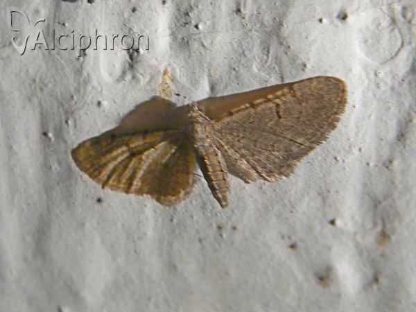 Eupithecia extraversaria