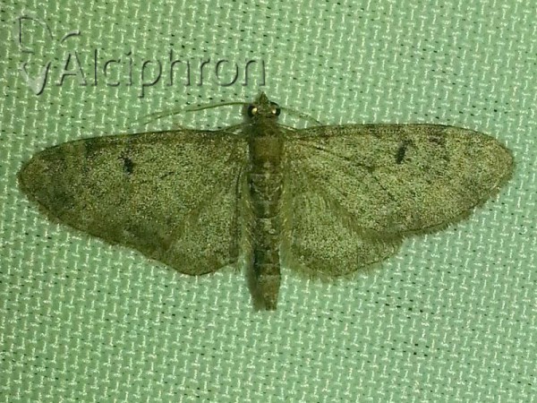 Eupithecia extraversaria