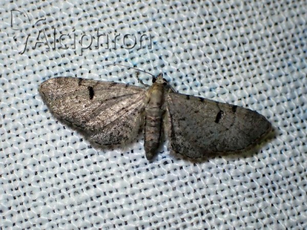 Eupithecia extraversaria