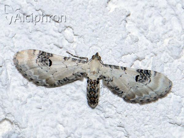 Eupithecia centaureata