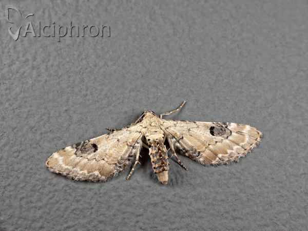 Eupithecia centaureata