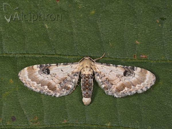 Eupithecia centaureata