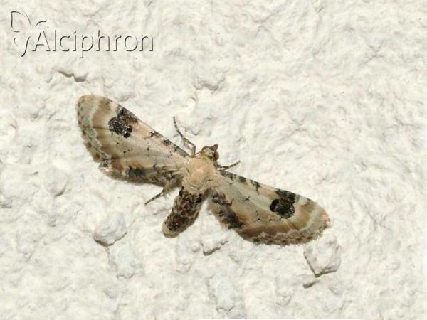 Eupithecia centaureata