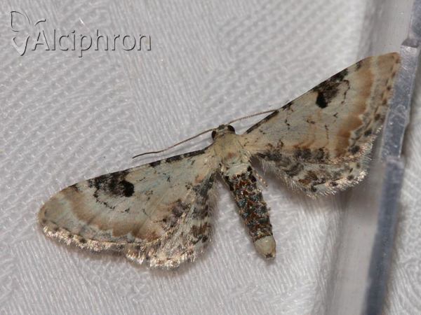Eupithecia centaureata