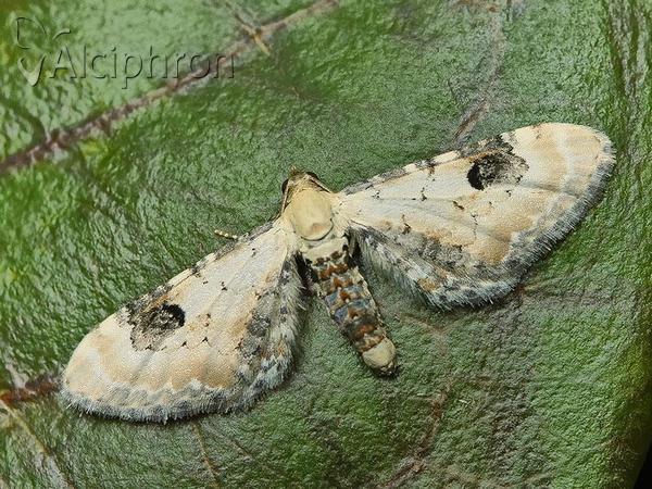 Eupithecia centaureata