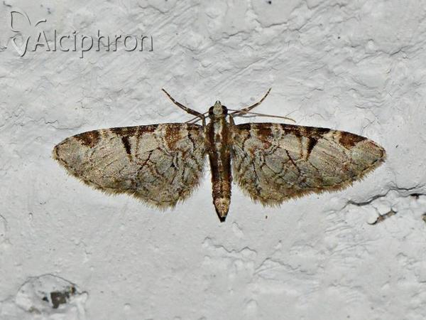 Eupithecia insigniata