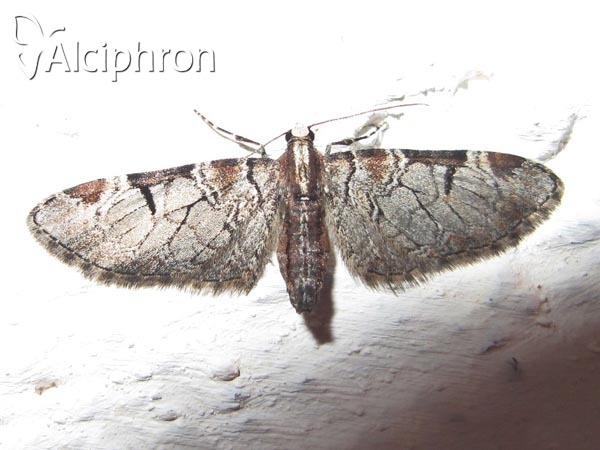 Eupithecia insigniata
