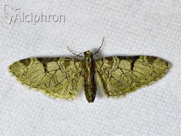 Eupithecia insigniata
