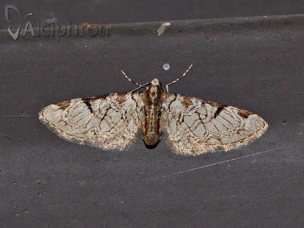 Eupithecia insigniata