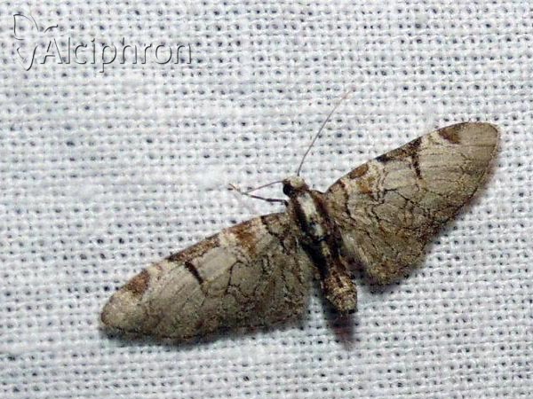 Eupithecia insigniata