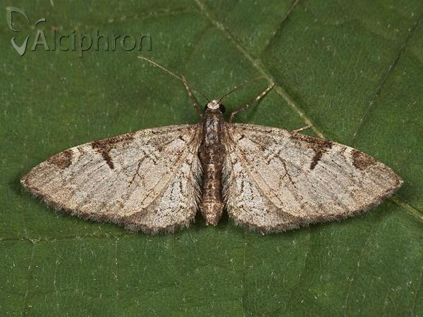 Eupithecia insigniata