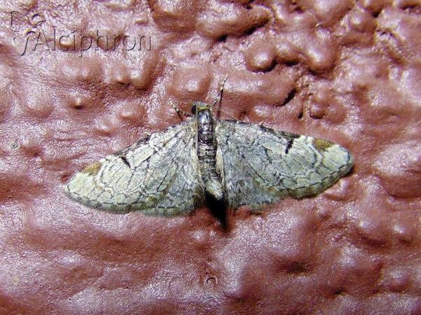 Eupithecia insigniata