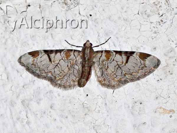 Eupithecia insigniata