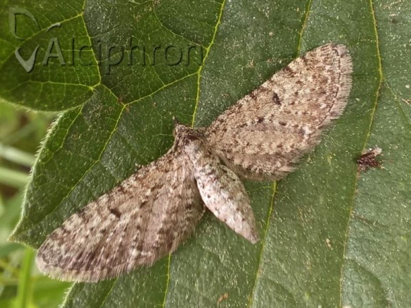 Eupithecia trisignaria