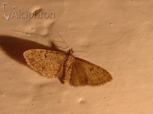 Eupithecia trisignaria