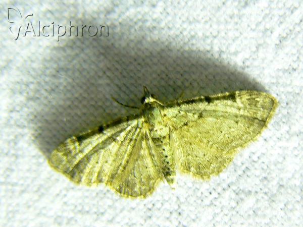 Eupithecia trisignaria